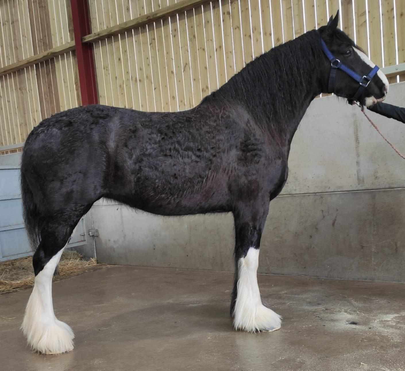 Olwyn
